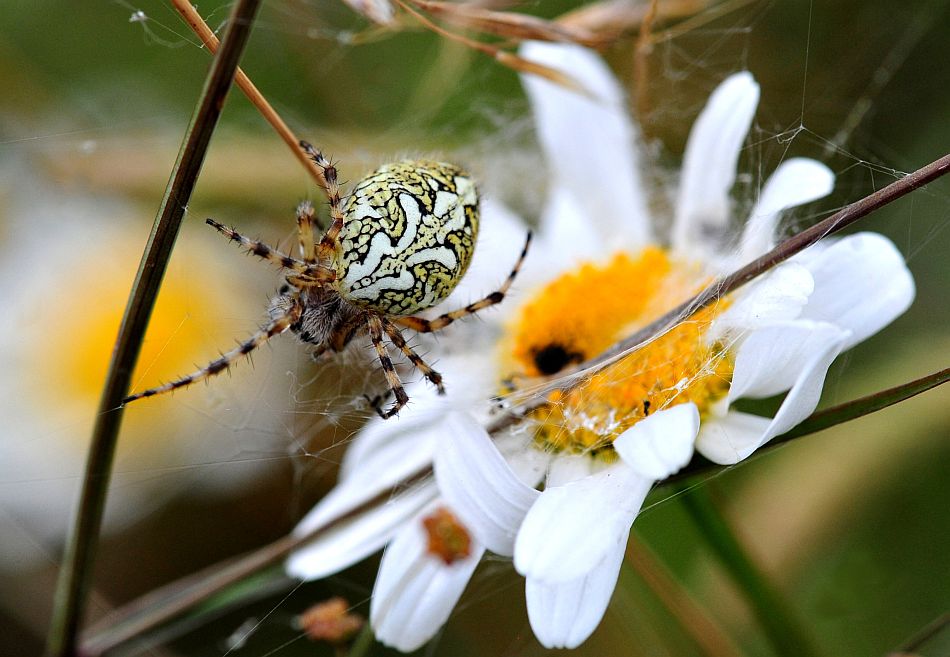 La vita in un fiore - seconda parte